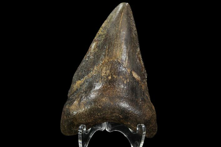Bargain, Fossil Megalodon Tooth - Georgia #90068